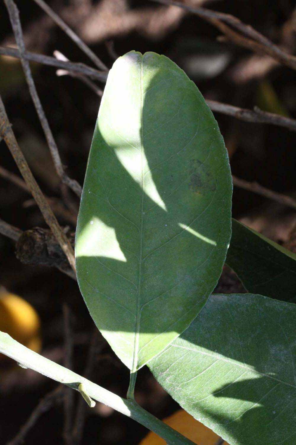              Unifoliolate leaf (Riverside, CA)       